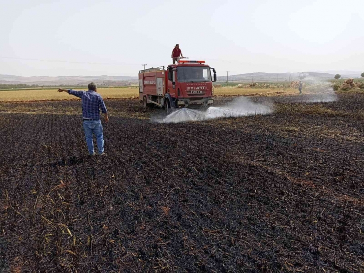 Tarlada Çıkan Yangında 5 Dönüm Buğday Küle Döndü