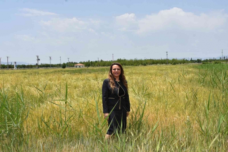 Mtü’den Tahıl Üretimine Destek