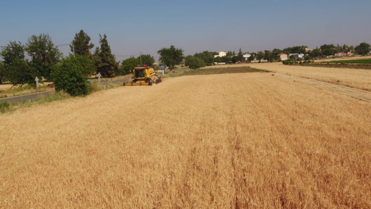 Tahmazoğlu Çiftçinin Hasat Sevincine Ortak Oldu