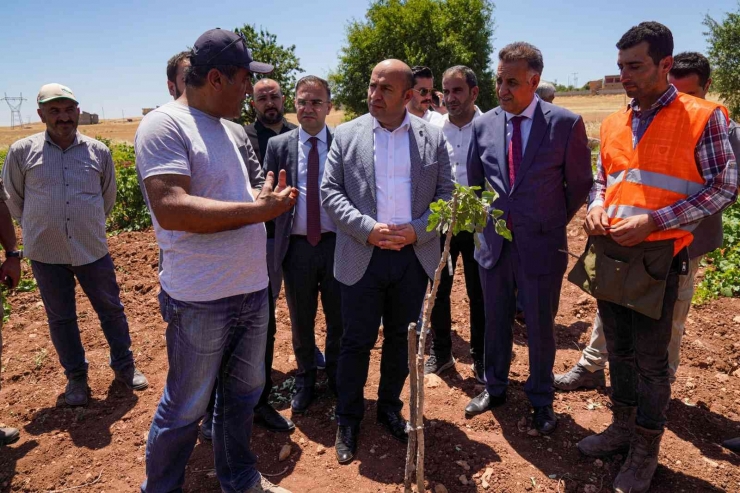 Diyarbakır’da 100 Bin Ağaçlık Fıstık Aşılama Çalışması Başlatıldı