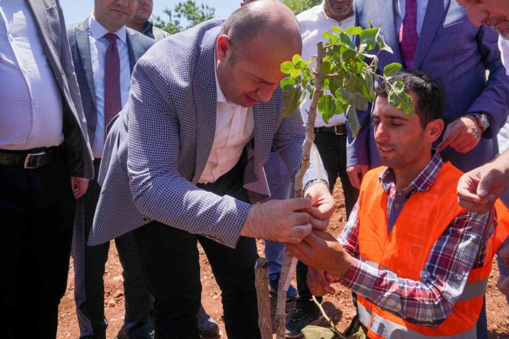 Diyarbakır’da 100 Bin Ağaçlık Fıstık Aşılama Çalışması Başlatıldı