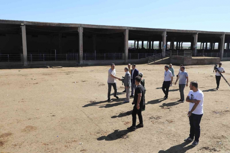 Diyarbakır’da Kurbanlık Satış Ve Kesim Yerleri Belirlendi