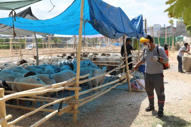 Gaziantep’te Kurban Satış Ve Kesim Yerleri İlaçlanıyor