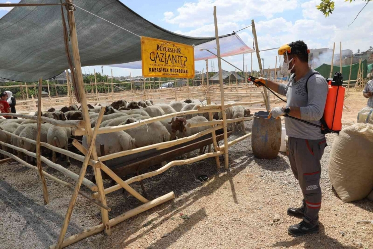 Gaziantep’te Kurban Satış Ve Kesim Yerleri İlaçlanıyor