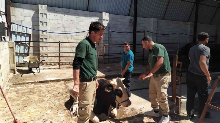 Gaziantep’te Sahibinin Elinden Kaçan Kurbanlık Boş Arazide Yakalandı