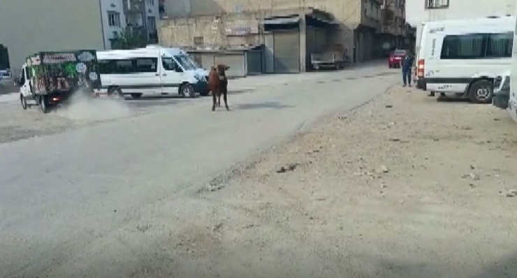 Kaçan Danayı Kurban Yakalama Timi Yakaladı