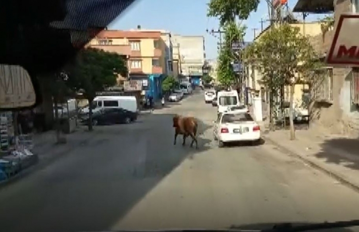 Kaçan Danayı Kurban Yakalama Timi Yakaladı