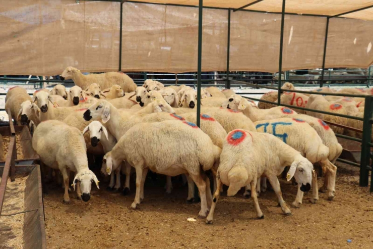 Malatya Kurban Pazarı’nda Arife Yoğunluğu