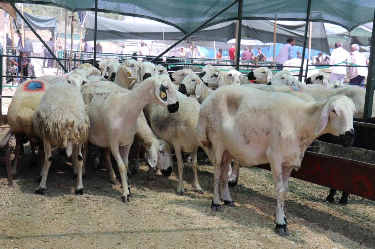 Malatya Kurban Pazarı’nda Arife Yoğunluğu