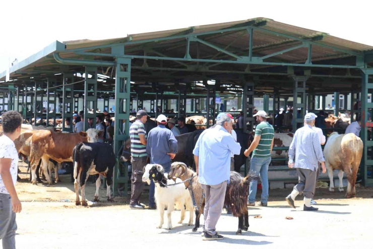 Malatya Kurban Pazarı’nda Arife Yoğunluğu