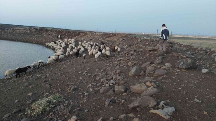 Bayramı Da Koyunlarla Geçiriyorlar