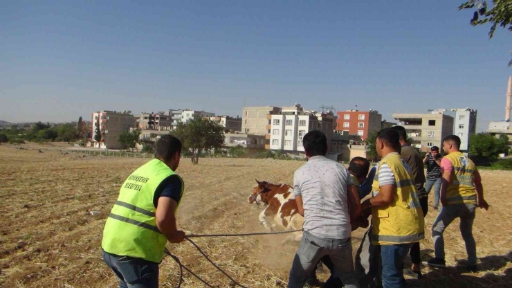 Şanlıurfa’da Kaçan Kurbanlıklar Trafikte Zor Anlar Yaşattı