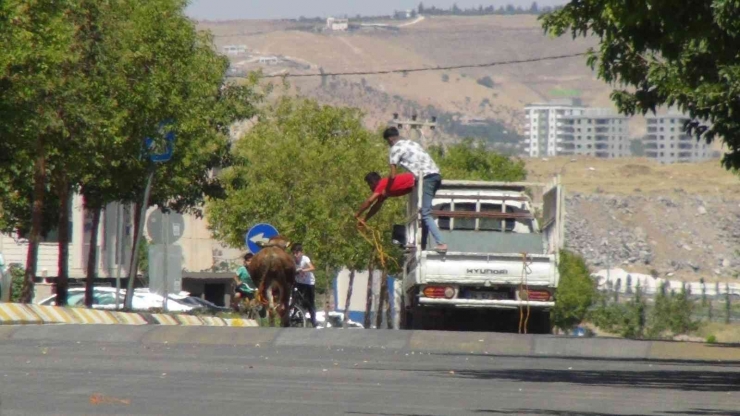 Şanlıurfa’da Kaçan Kurbanlıklar Trafikte Zor Anlar Yaşattı