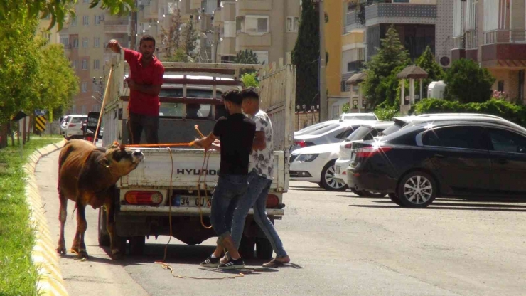 Şanlıurfa’da Kaçan Kurbanlıklar Trafikte Zor Anlar Yaşattı