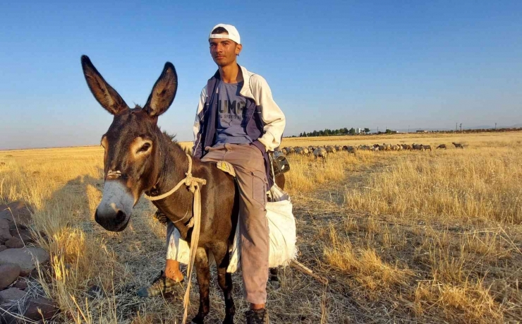 Bayramı Da Koyunlarla Geçiriyorlar