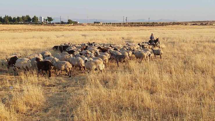 Bayramı Da Koyunlarla Geçiriyorlar