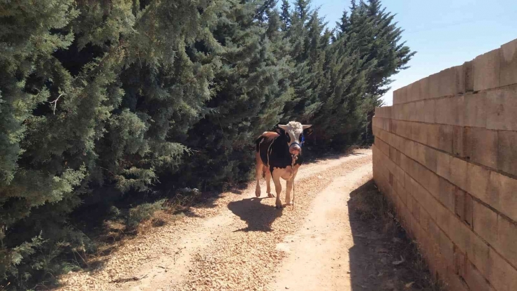 Gaziantep’te Bayramda Kaçan 20 Kurbanlık Yakalandı