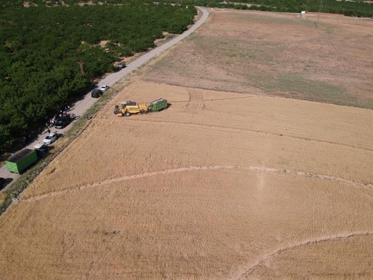 Malatya’da Ekilen Yeni Buğday Türünden Yüksek Verim Alındı