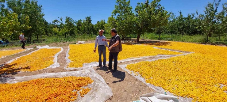 Mhp’li Fendoğlu’ndan Kayısı Üreticilerine Ziyaret