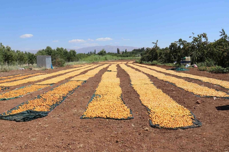 Yüksek Rekolte İle Sevinen Kayısı Üreticisi İşçi Bulamıyor