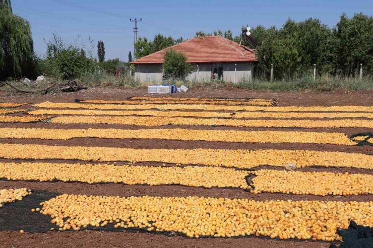 Yüksek Rekolte İle Sevinen Kayısı Üreticisi İşçi Bulamıyor