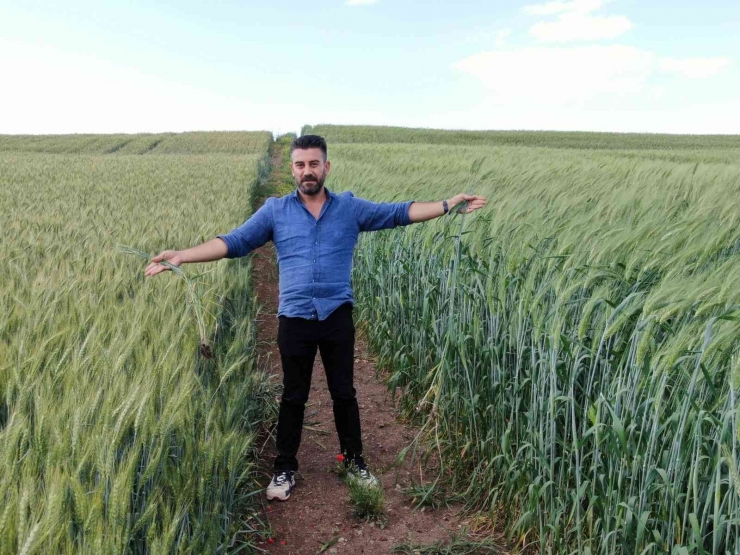 2 Metre 20 Santimlik ’ata Tohumu Buğday’ Sergilendi