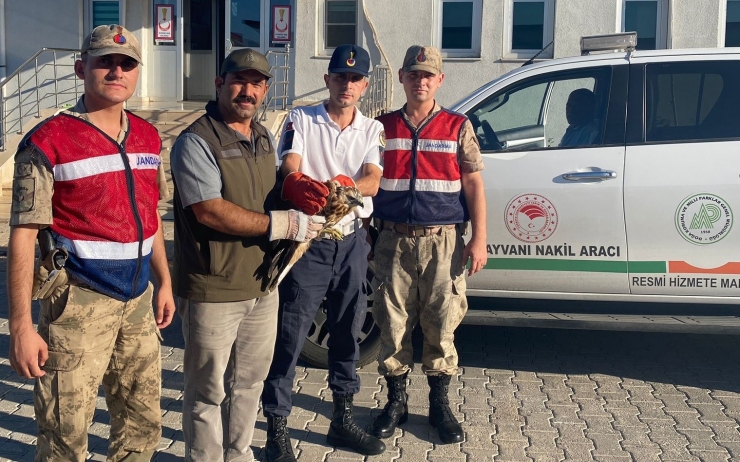 Şanlıurfa’da Yaralı Bulunan Kızıl Şahin Tedavi Altına Alındı