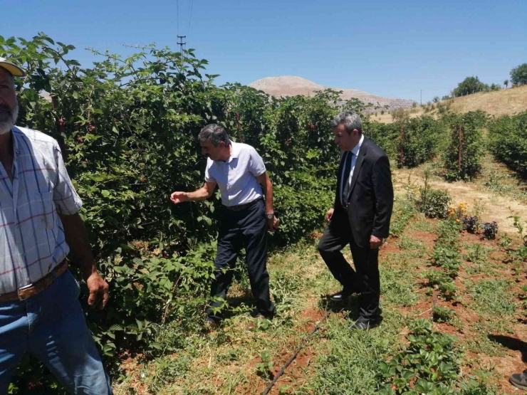 Böğürtlenden Sevindiren Verim