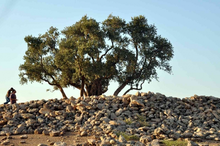 Ağaçların Göbeklitepesi 2 Bin Yıldır Zamana Meydan Okuyor