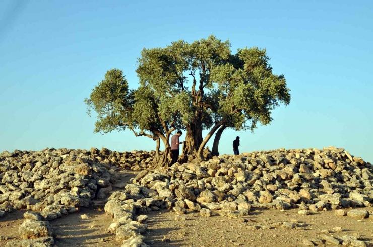 Ağaçların Göbeklitepesi 2 Bin Yıldır Zamana Meydan Okuyor