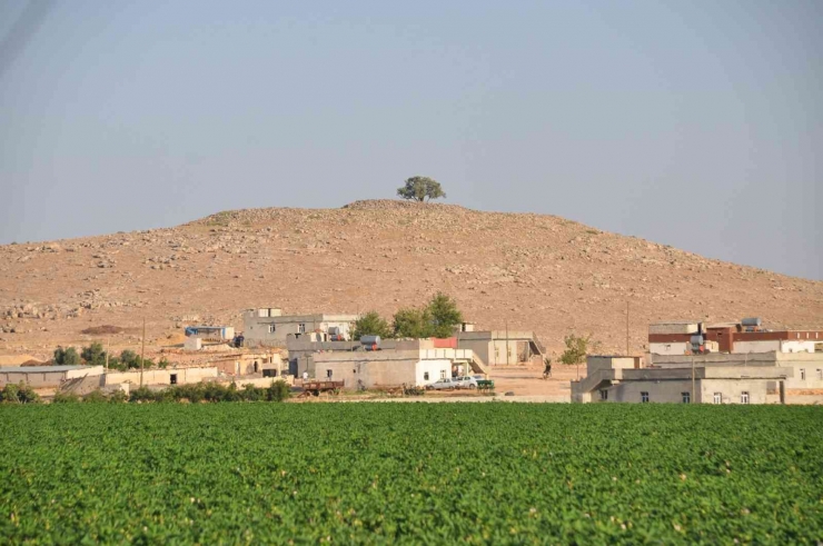 Ağaçların Göbeklitepesi 2 Bin Yıldır Zamana Meydan Okuyor