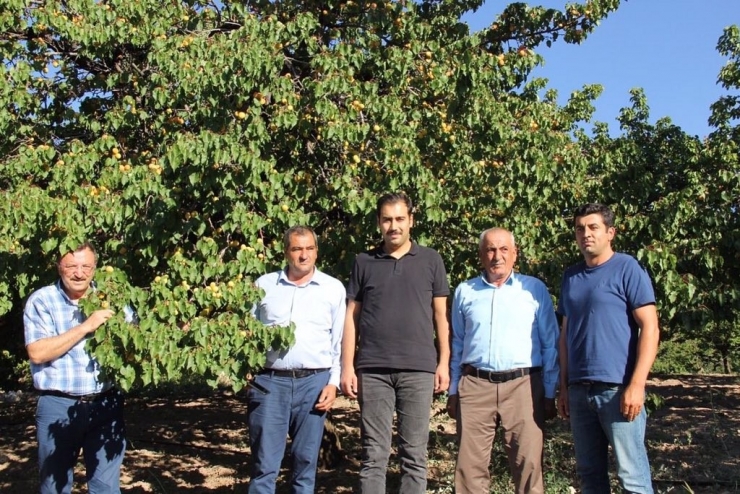 Malatya’da Kayısı Hasat Sezonu Hızla Devam Ediyor