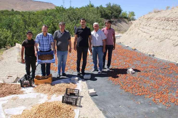 Malatya’da Kayısı Hasat Sezonu Hızla Devam Ediyor