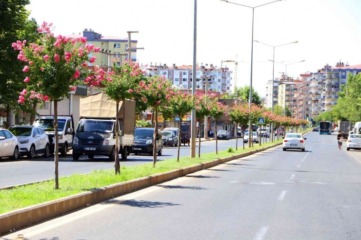 Diyarbakır’da Caddelere 2 Bin Oya Ağacı Dikildi