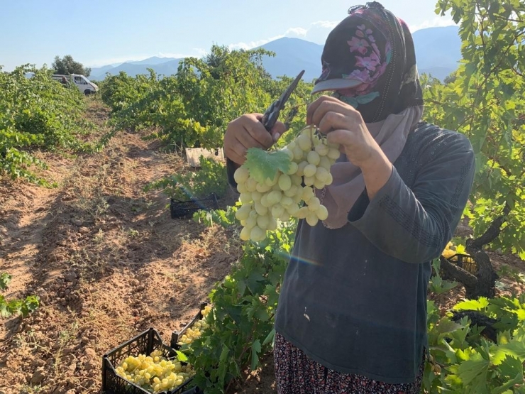 Antep Karası Üzümünde Hasat Zamanı