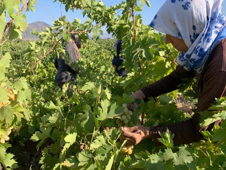 Antep Karası Üzümünde Hasat Zamanı