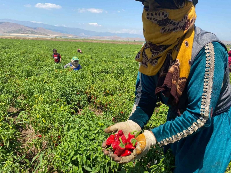 İslahiye’de ’acı’ Hasat