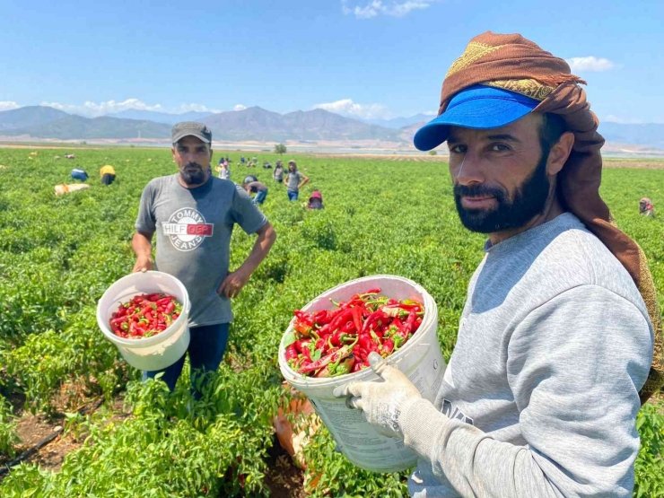 İslahiye’de ’acı’ Hasat