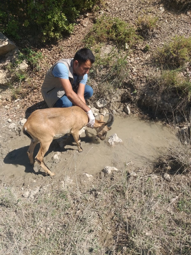 Sürüye Karışan Yaban Keçisi Doğaya Bırakıldı