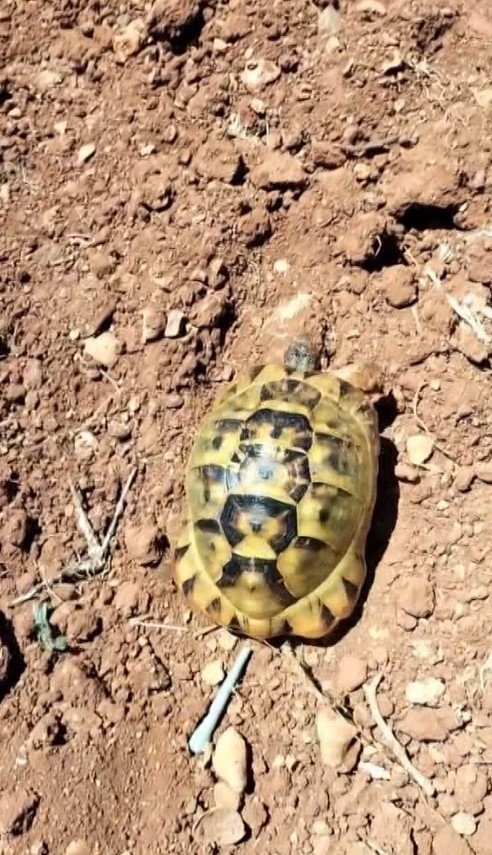 Sıcaktan Bunalan Kaplumbağa, Musluktan Akan Suyla Serinledi