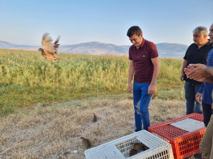 Sülünler Doğaya Bırakıldı