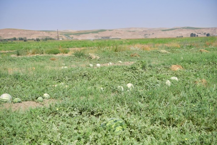 Diyarbakır’da 30 Bin Dekarda 121 Ton Karpuz Hasadı