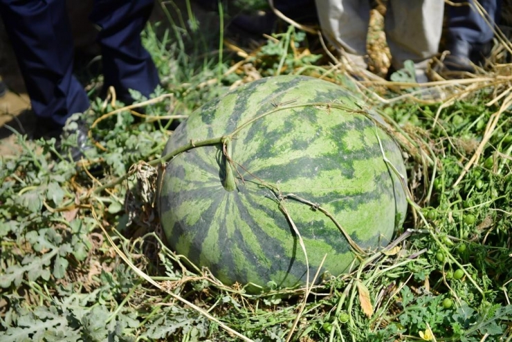 Diyarbakır’da 30 Bin Dekarda 121 Ton Karpuz Hasadı