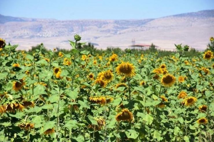 Yazıhan’da Ayçiçek Yağı Kadın Eliyle Üretilecek