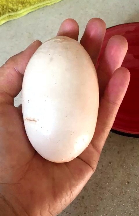 Yumurta İçinden Yumurta Çıktı