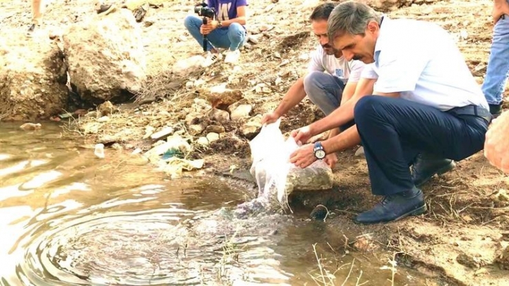 Malatya’daki Göletlere 2 Milyon Yavru Balık