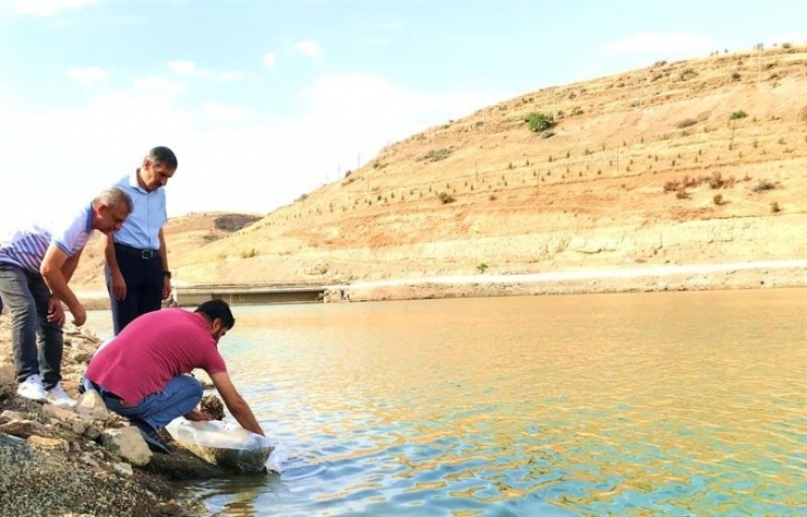 Malatya’daki Göletlere 2 Milyon Yavru Balık
