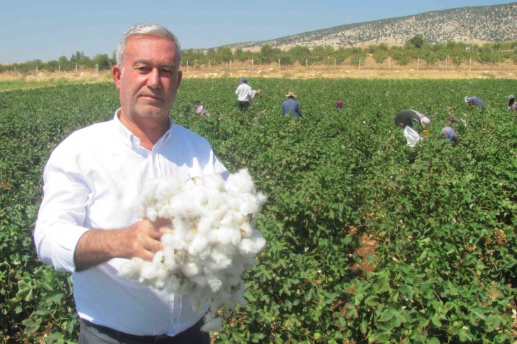 Araban Ovası’nda Beyaz Altın Hasadı Başlandı