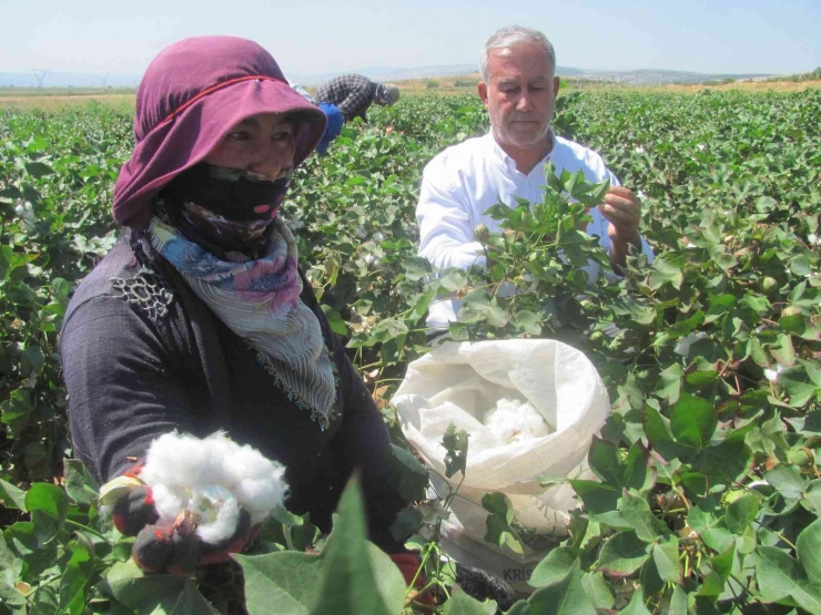 Araban Ovası’nda Beyaz Altın Hasadı Başlandı