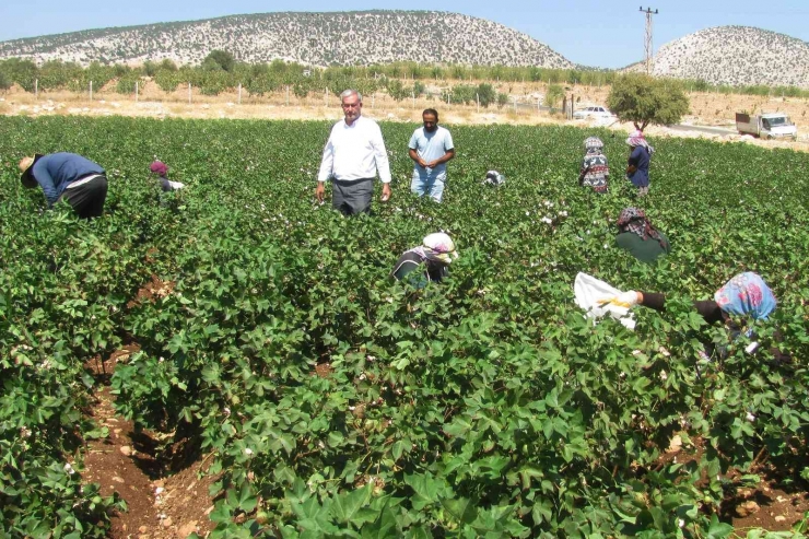 Araban Ovası’nda Beyaz Altın Hasadı Başlandı